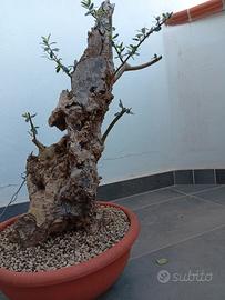 pre bonsai di olivastro 