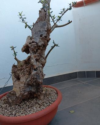 pre bonsai di olivastro 