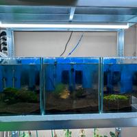 Acquari per Caridine completi pronti all’uso