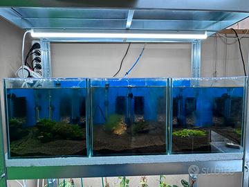 Acquari per Caridine completi pronti all’uso