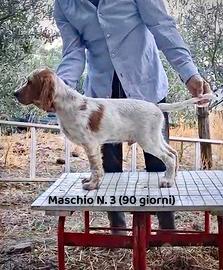 Cuccioli Setter Inglese Genealogia BASSANA