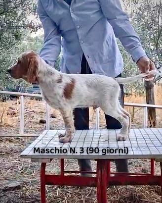 Cuccioli Setter Inglese Genealogia BASSANA