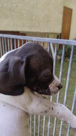 Cuccioli di pointer inglese