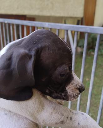 Cuccioli di pointer inglese