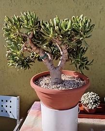 bonsai crassula hobbit