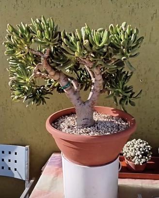bonsai crassula hobbit