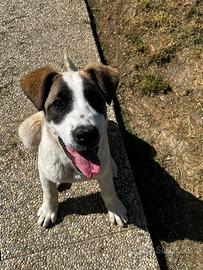 Pastore Dell'Asia Centrale