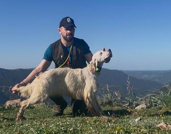 Setter femmina 11 mesi