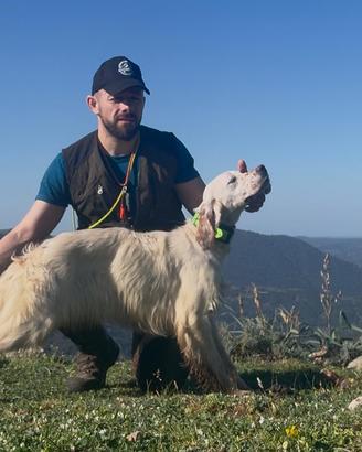 Setter femmina 11 mesi