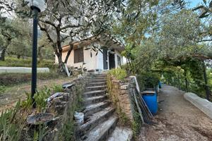 TENUTA AGRICOLA DI PREGIO 3.000 mq Casa, Uliveto