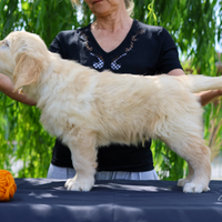 Cucciolo Golden Retriever
