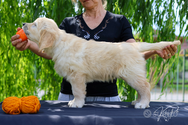 Cucciolo Golden Retriever