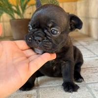 Cuccioli di bouledogue francese