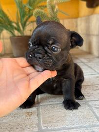 Cuccioli di bouledogue francese