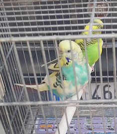 Coppie riproduttive cocoriti