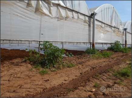 Terreno Agricolo a Latina