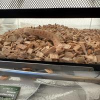 Serpente piccolo nasikus