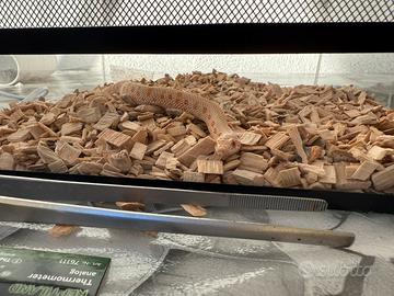 Serpente piccolo nasikus