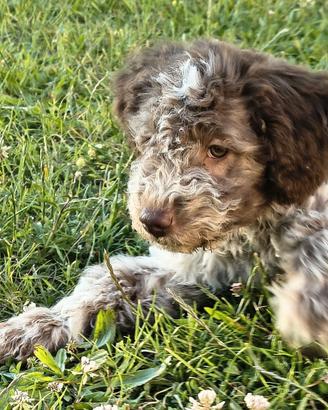 Cuccioli Lagotto Romagnolo