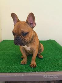 Bulldog francese femminuccia 6 mesi