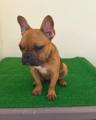 Bulldog francese femminuccia 6 mesi