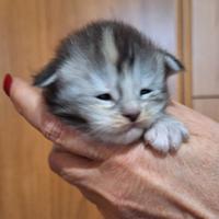 Maine coon