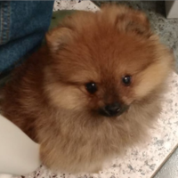 Cane razza volpino ha 3 mesi maschieto