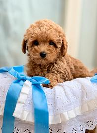 Barboncino toy maschio Leone