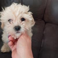 Maltipoo