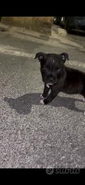 Cucciola Staffordshire Bull Terrier