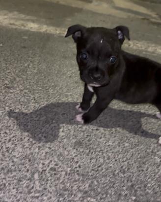Cucciola Staffordshire Bull Terrier