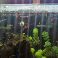 Guppy
