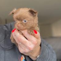 Cucciolo chihuahua pelo lungo