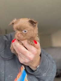 Cucciolo chihuahua pelo lungo