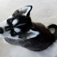 Cucciole Siberian Husky