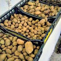 PATATE VARIE POLPA GIALLA 