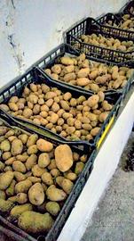 PATATE VARIE POLPA GIALLA 