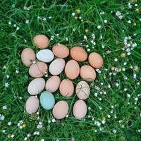 .U.O.V.A. di gallina