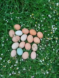 .U.O.V.A. di gallina