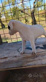 Cuccioli di dogo argentino di 3 mesi