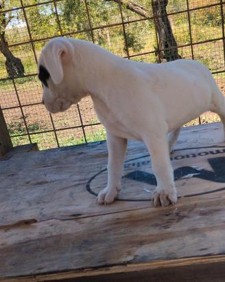 Cuccioli di dogo argentino di 3 mesi