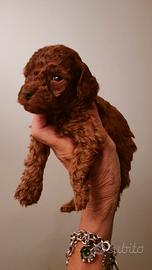 BARBONCINO M. RED BROWN