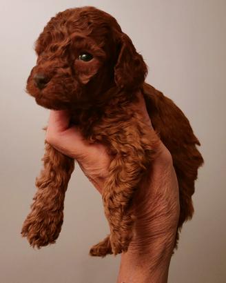 BARBONCINO M. RED BROWN