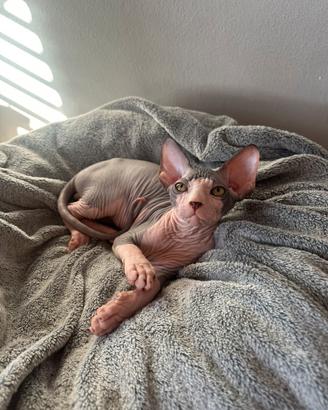 Cuccioli Sphynx