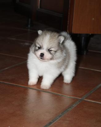 Cucciolo di spitz tedesco nano