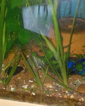 piante acquario vallisneria