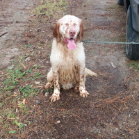 Cucciolone di setter inglese
