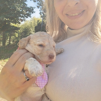 Cuccioli di Lagotto romagnolo con pedigree