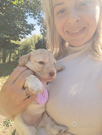 Cuccioli di Lagotto romagnolo con pedigree