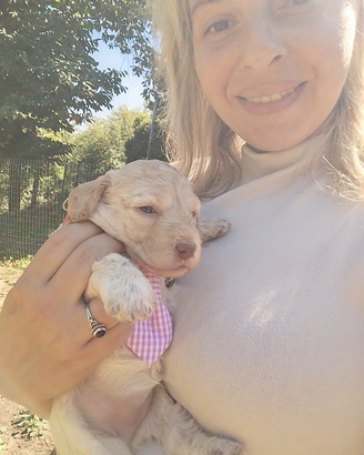 Cuccioli di Lagotto romagnolo con pedigree